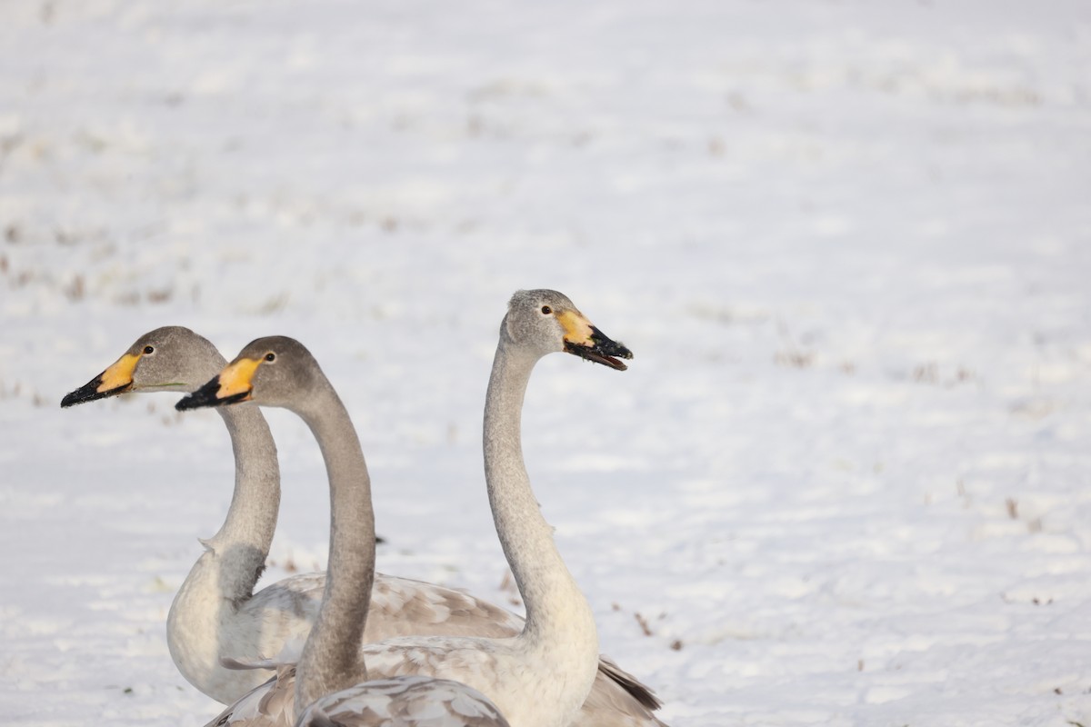 Whooper Swan - ML613406338