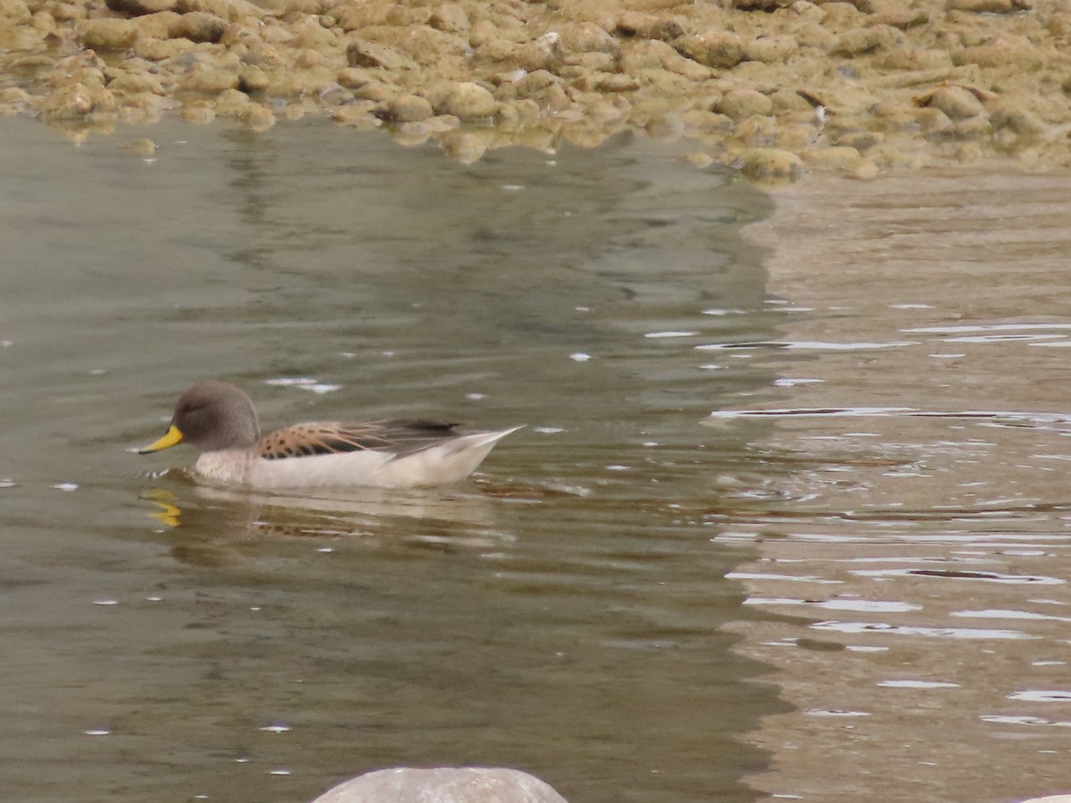 Yellow-billed Teal - Nelson Contardo