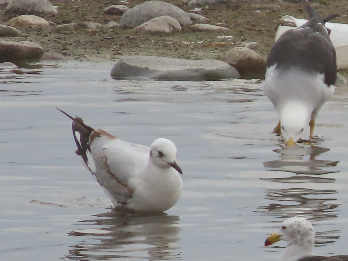 Andean Gull - Nelson Contardo