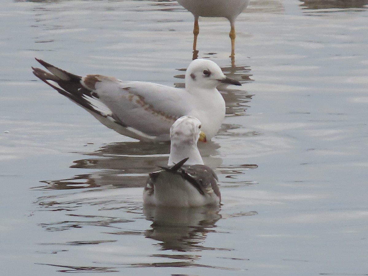 Andean Gull - Nelson Contardo