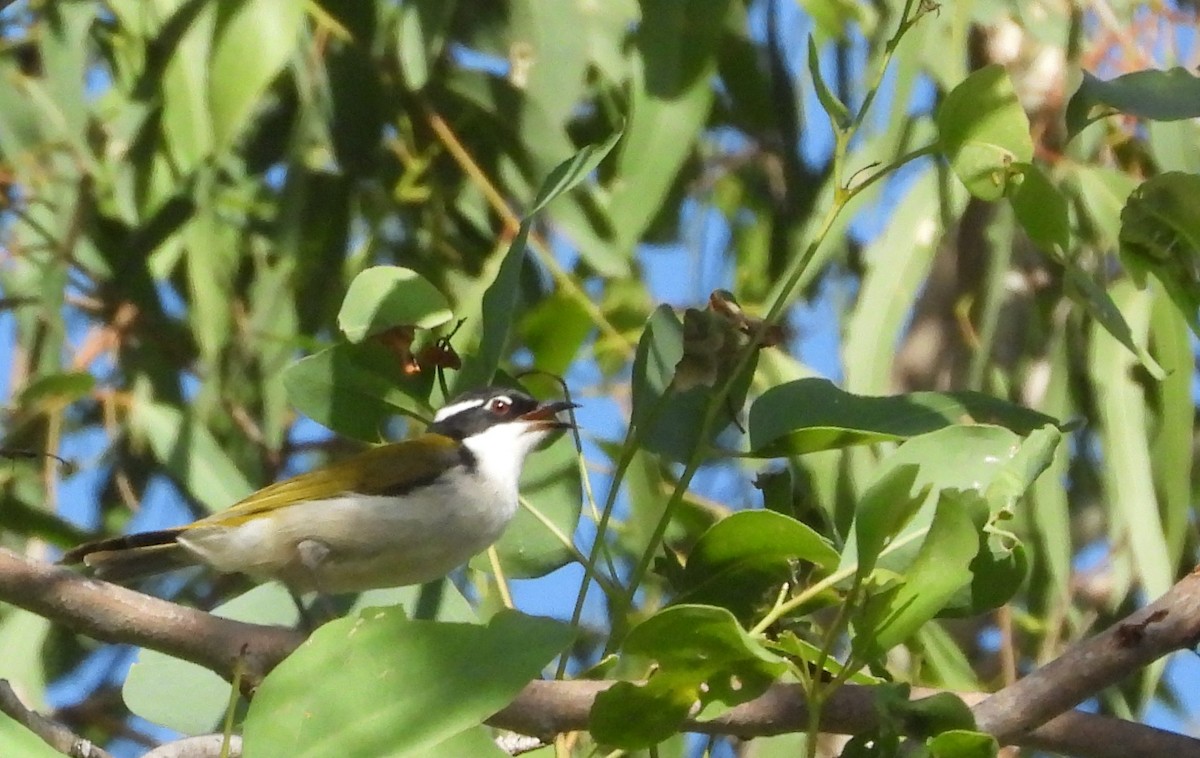 White-throated Honeyeater - ML613406495