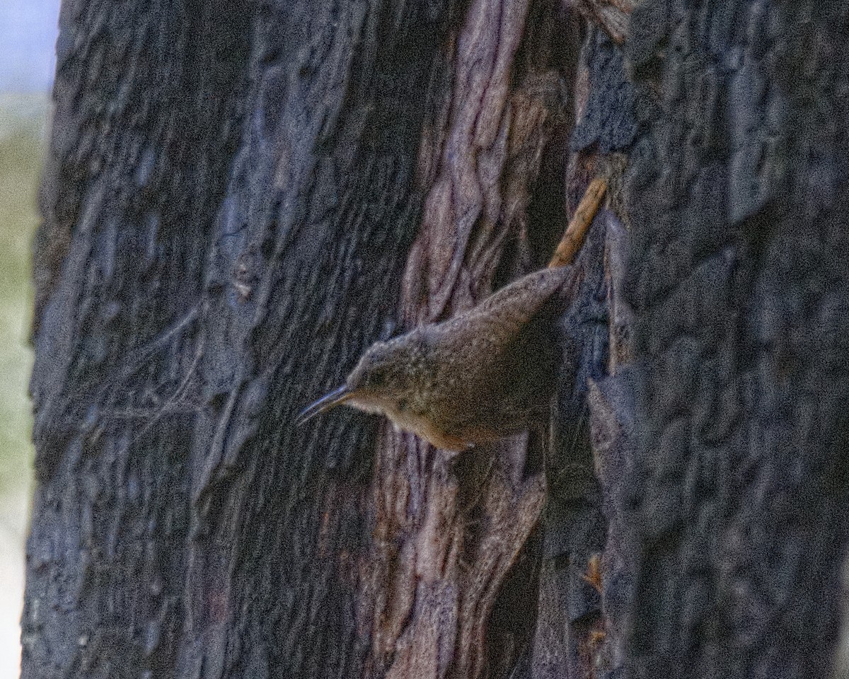 Canyon Wren - Michael Rieser