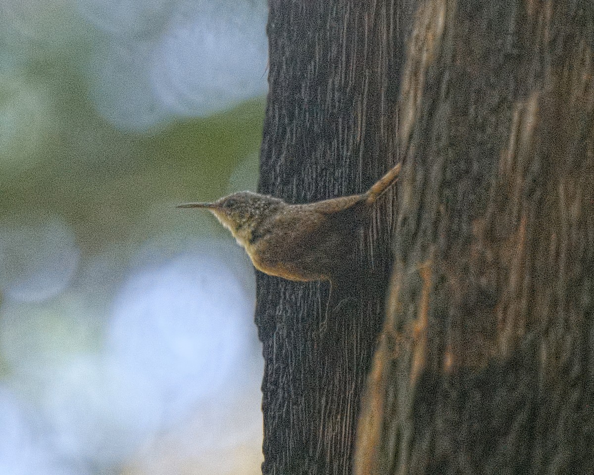 Canyon Wren - ML613406529