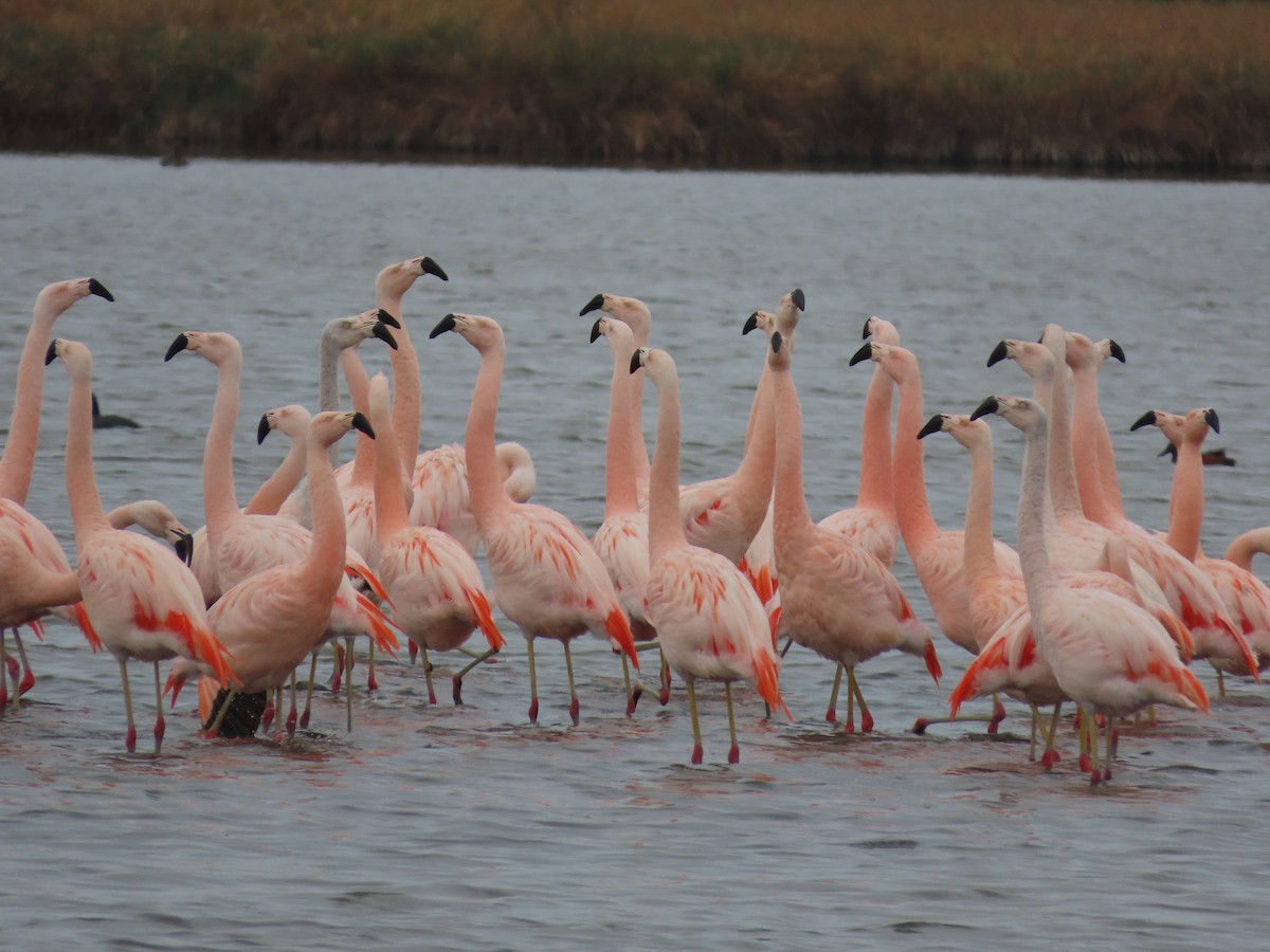 Şili Flamingosu - ML613406707