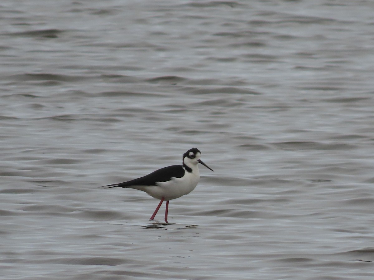 Black-necked Stilt (Black-necked) - ML613406715