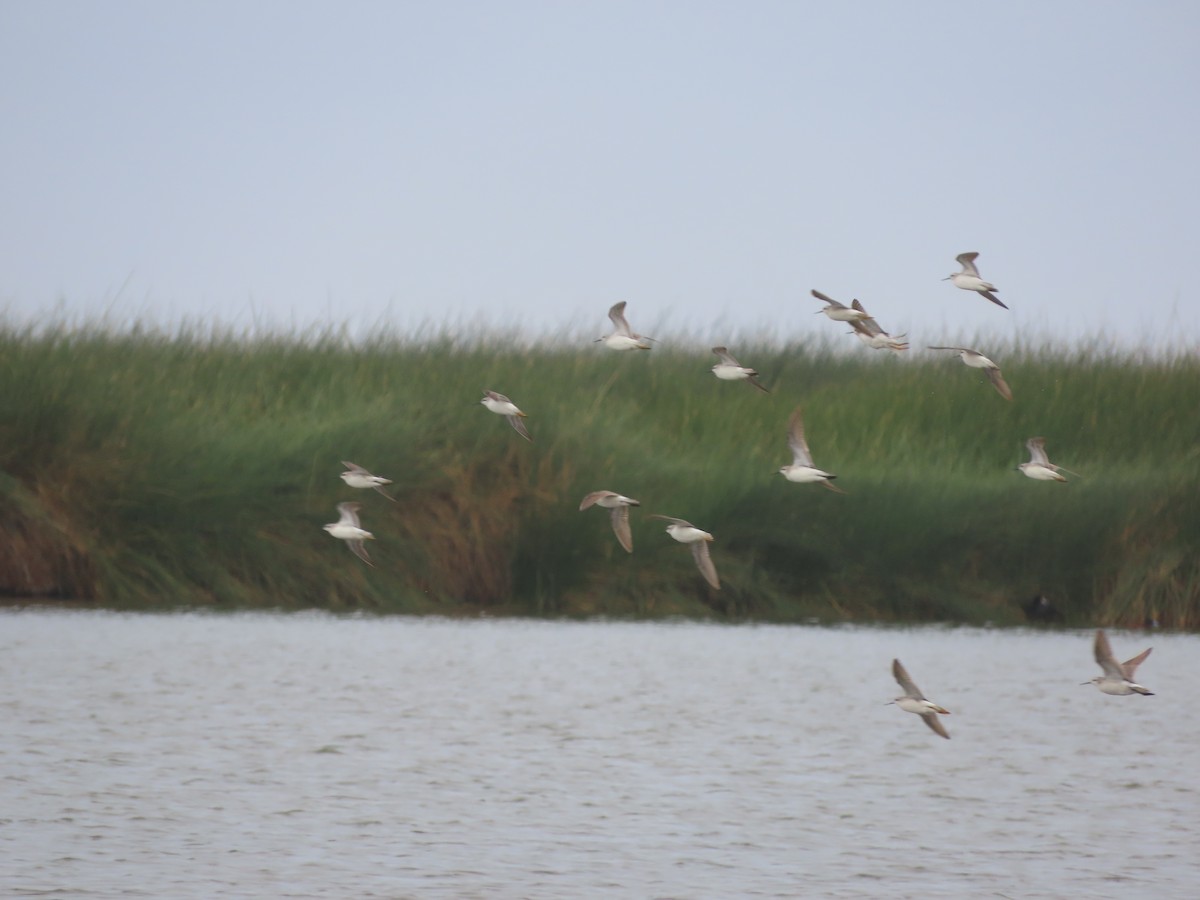 Wilson's Phalarope - ML613406722