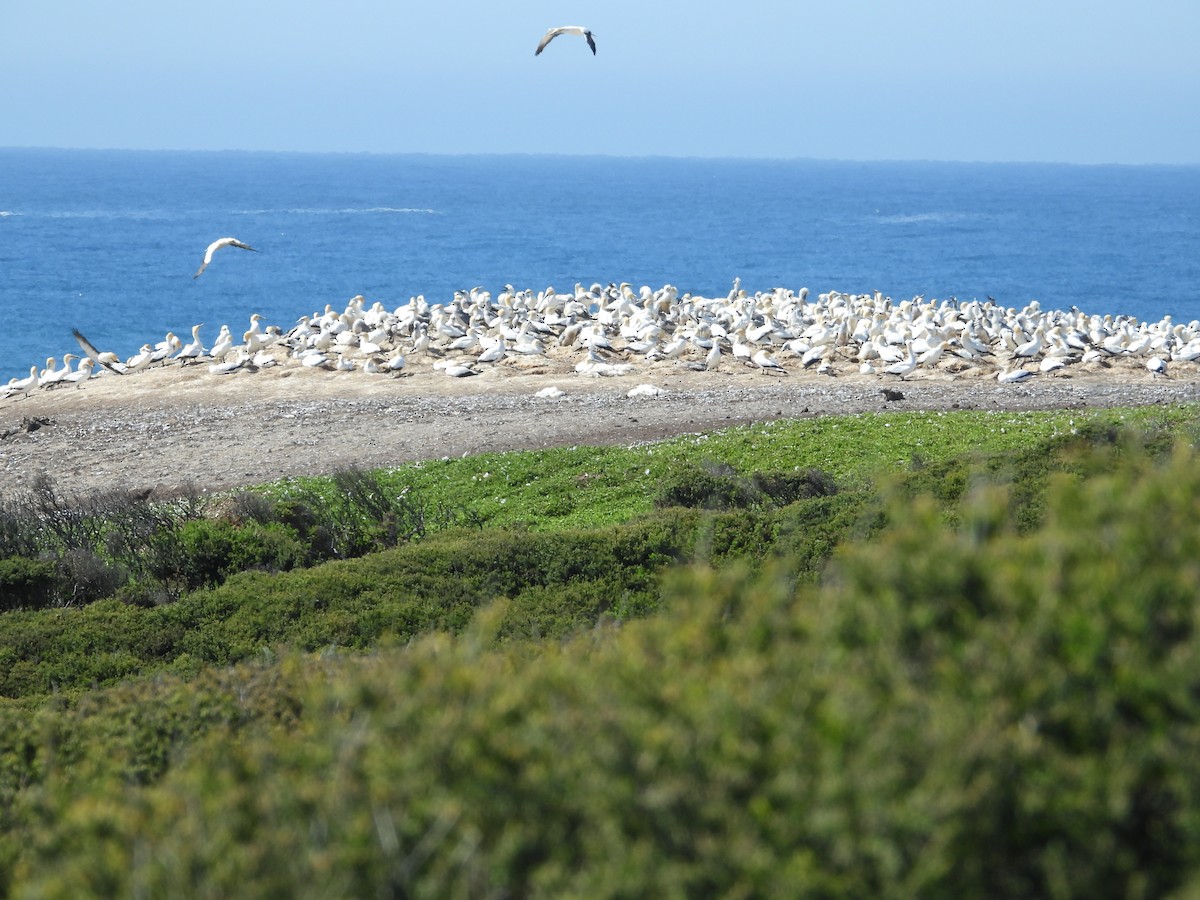 Australasian Gannet - ML613406778