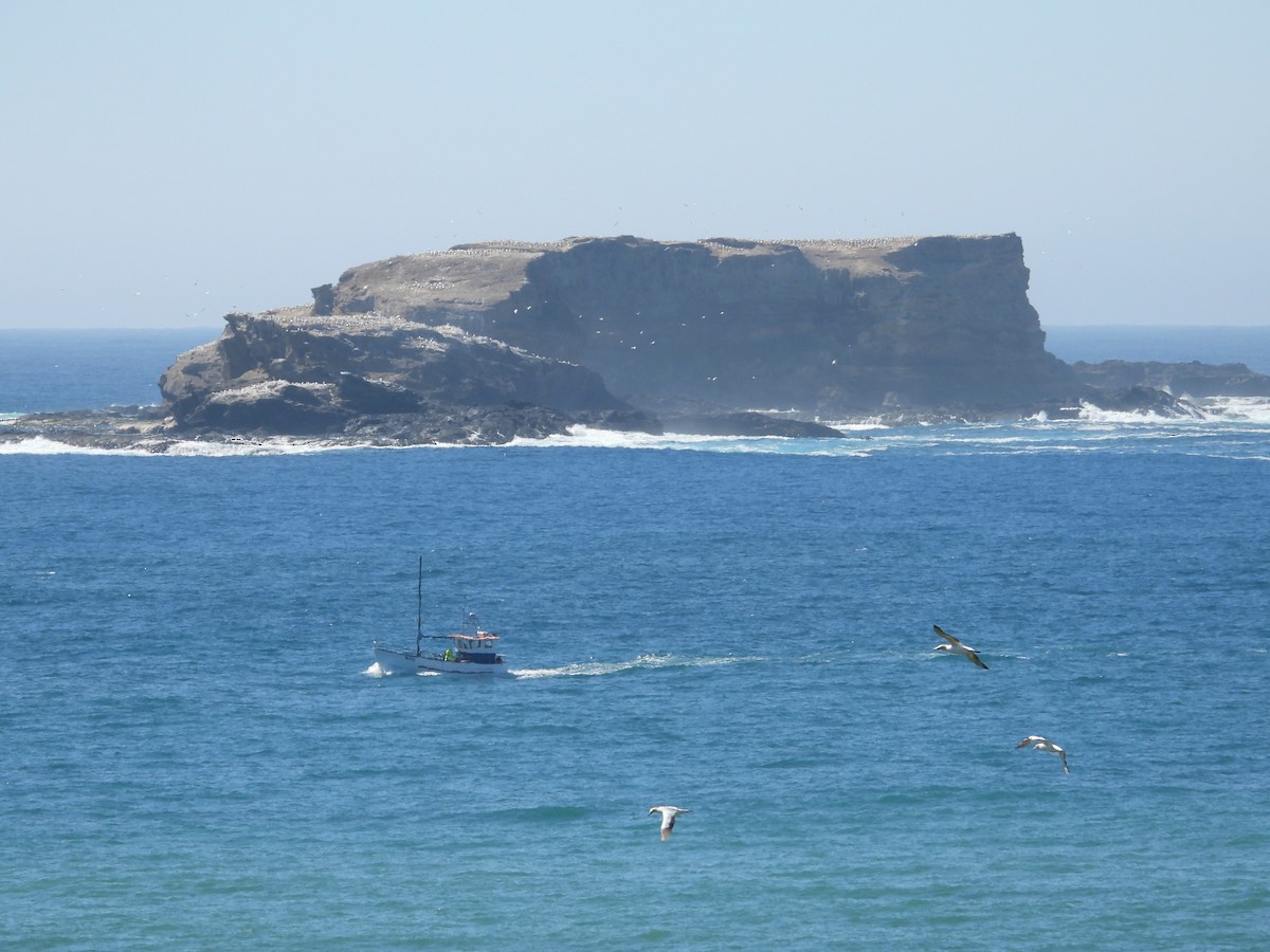 Australasian Gannet - ML613406788