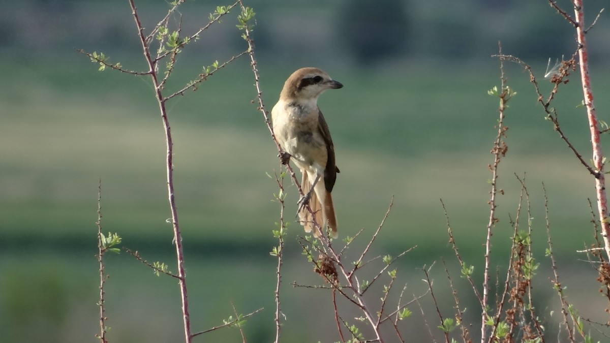 Red-tailed Shrike - ML613406870