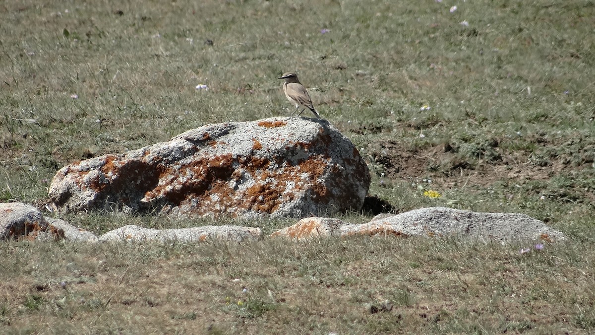 Isabelline Wheatear - ML613406902