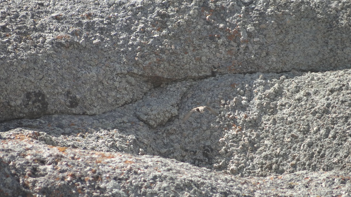 Bank Swallow - ML613406911