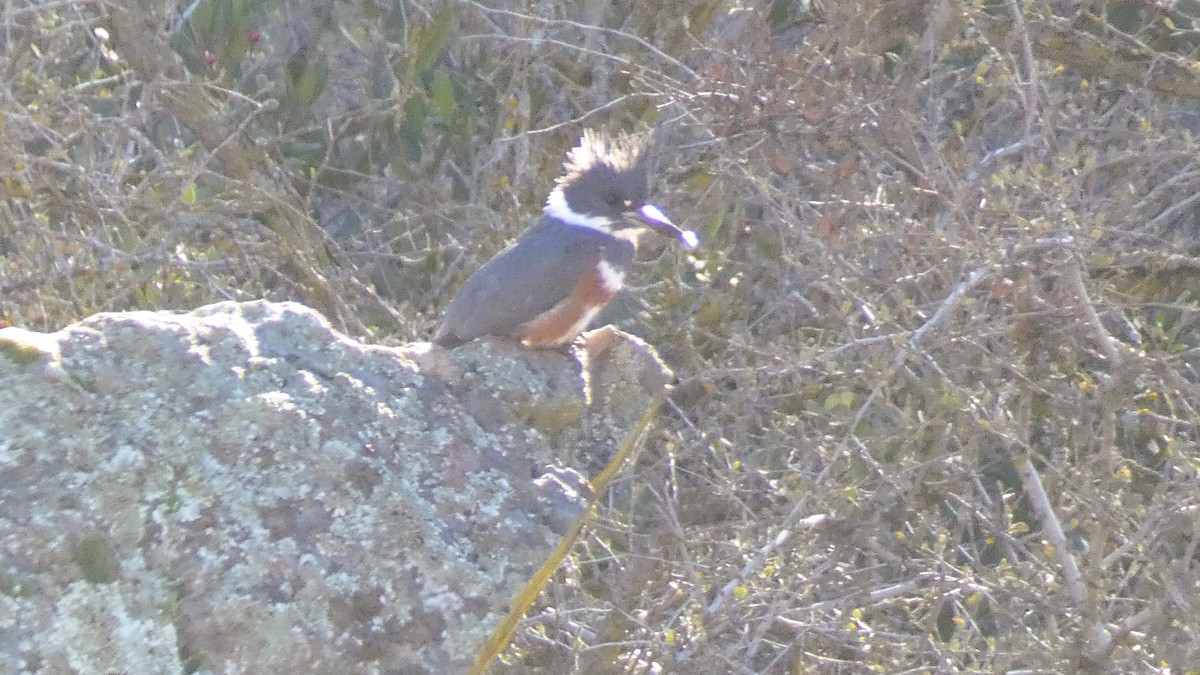 Belted Kingfisher - ML613406953