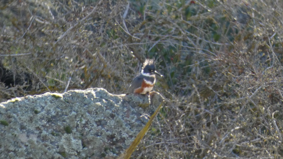 Belted Kingfisher - ML613406954