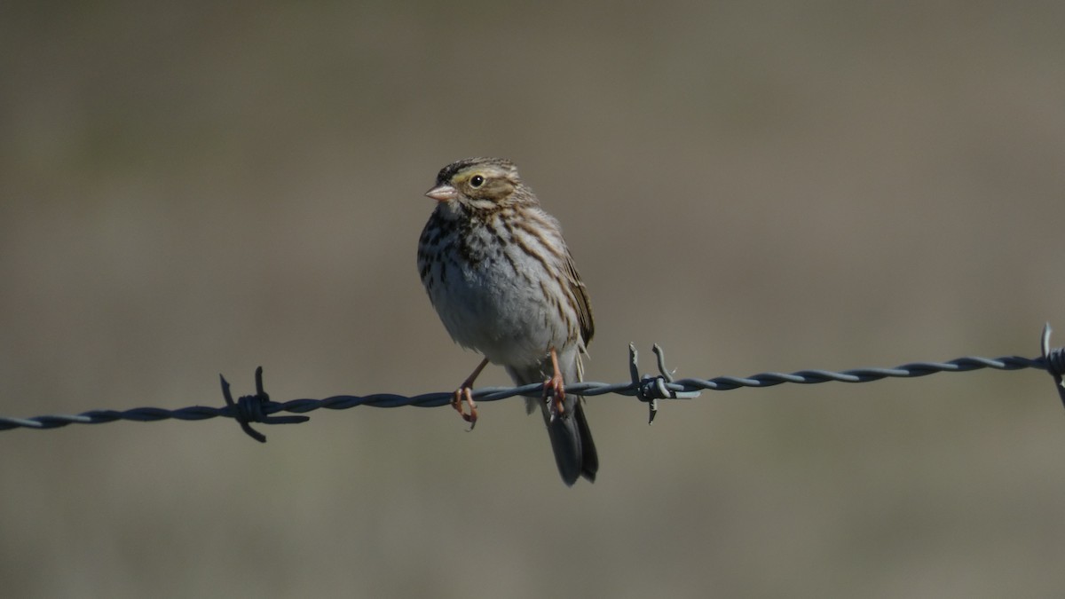 Savannah Sparrow - ML613406962