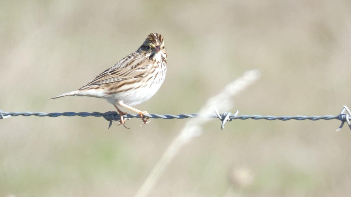 Savannah Sparrow - ML613406963