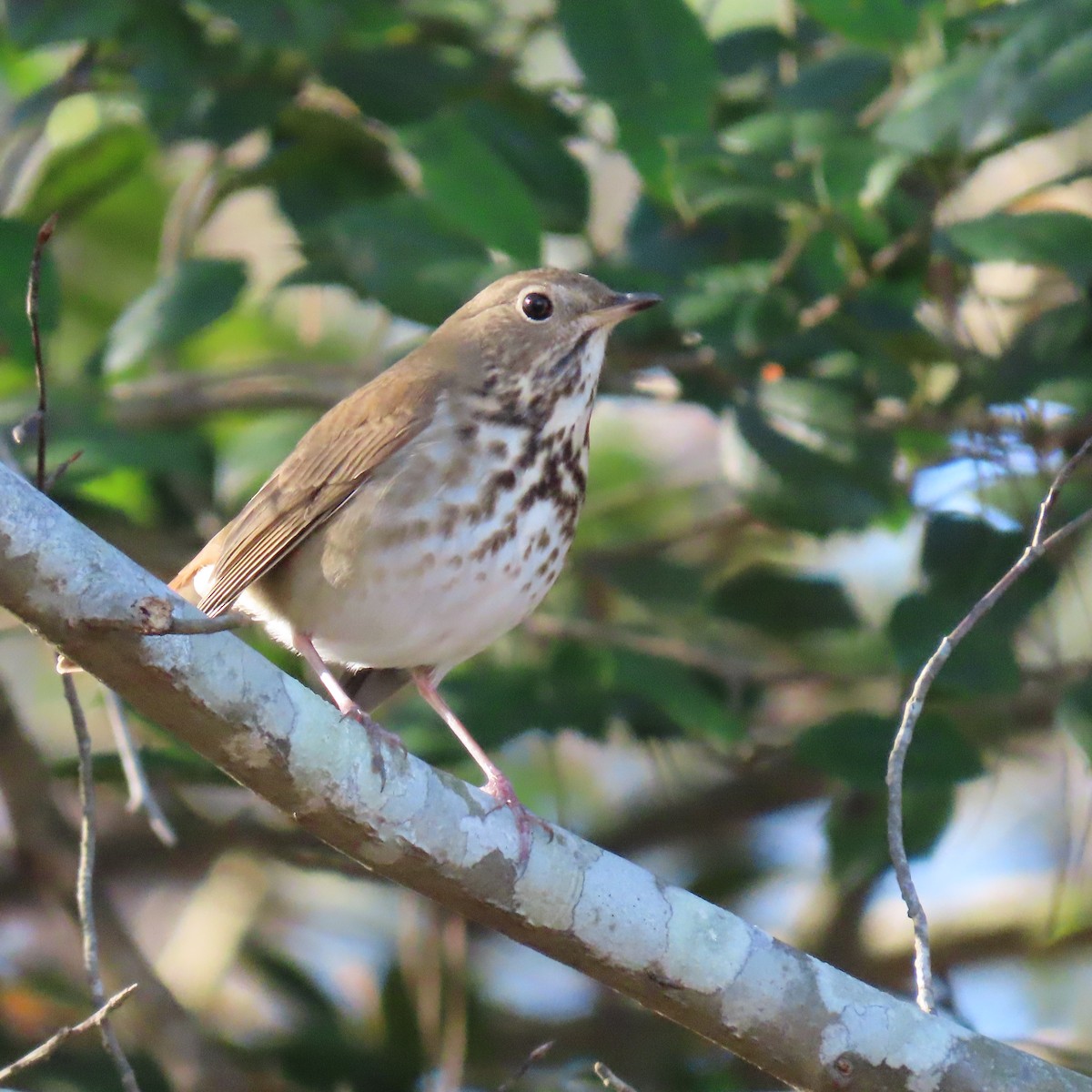 Hermit Thrush - ML613406966