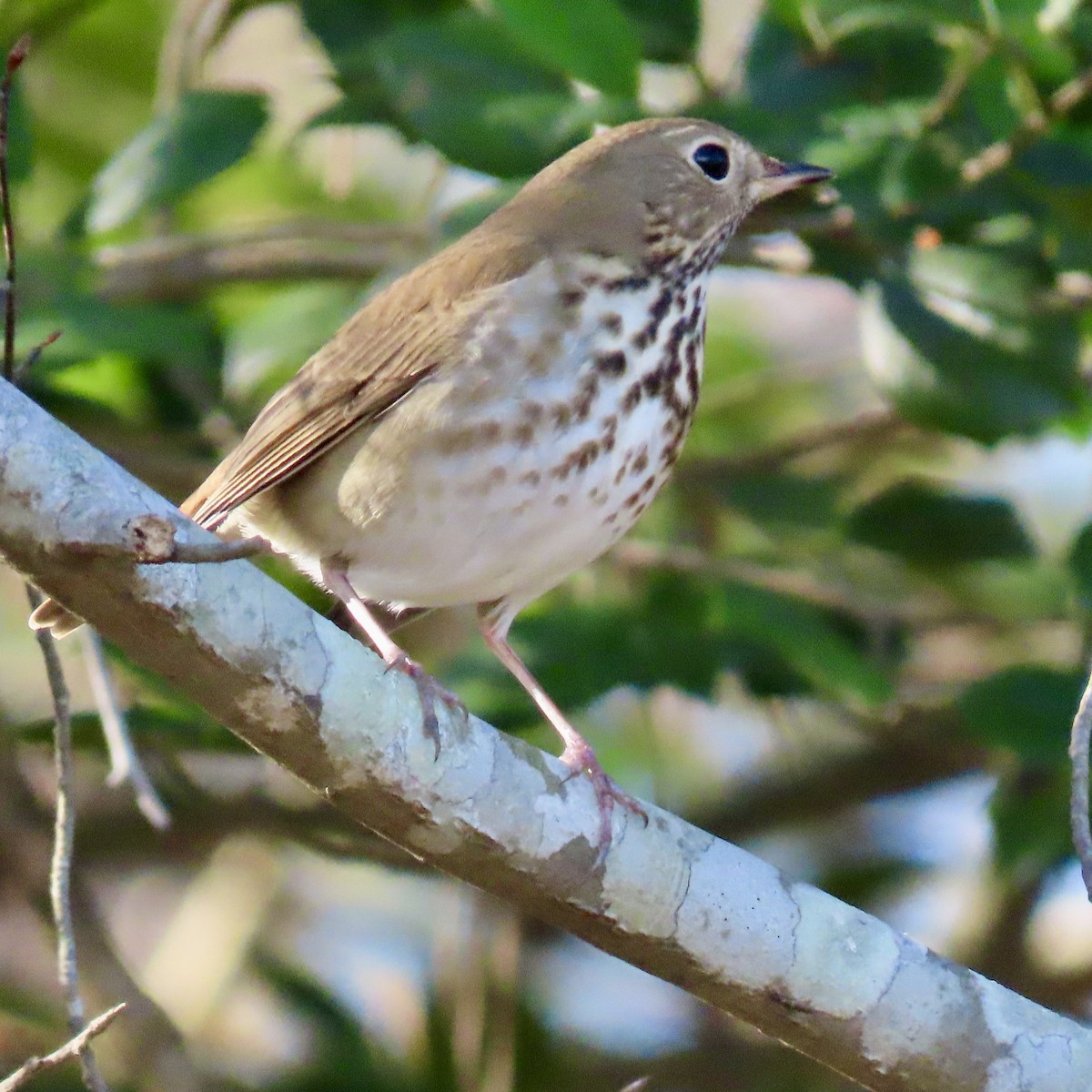 Hermit Thrush - ML613406969