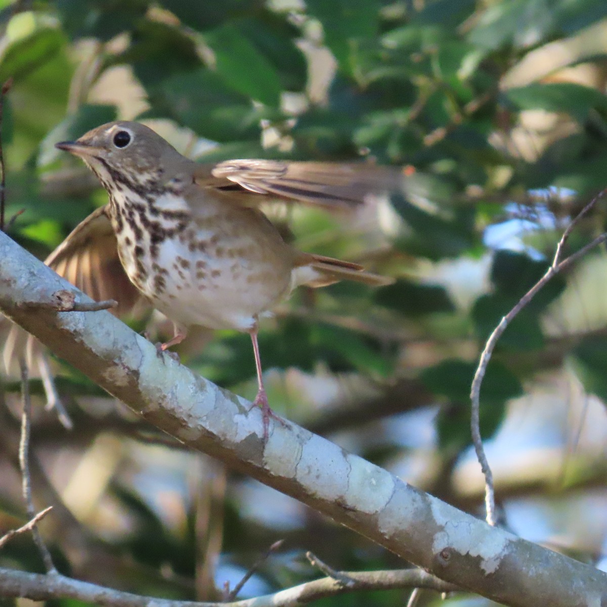 Hermit Thrush - ML613406970