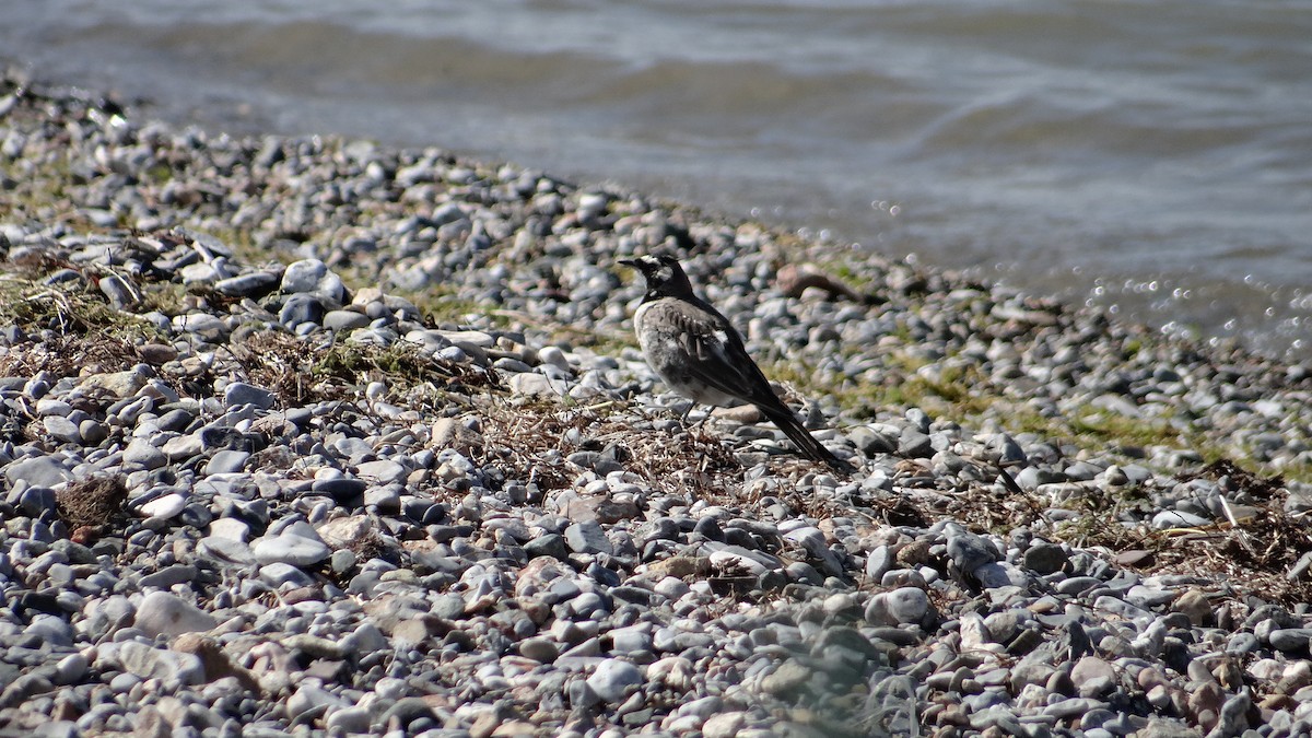 Horned Lark - ML613406997