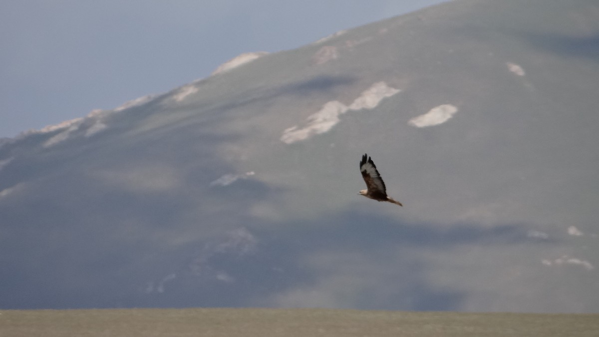 Long-legged Buzzard - ML613406998