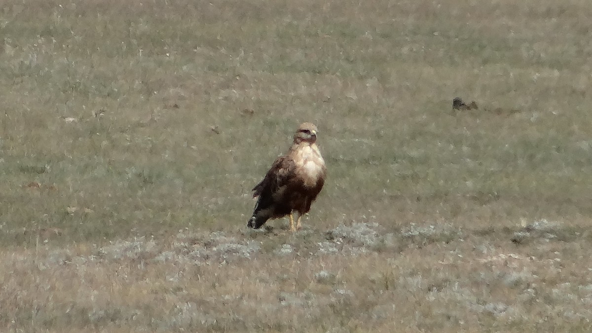 Long-legged Buzzard - ML613406999