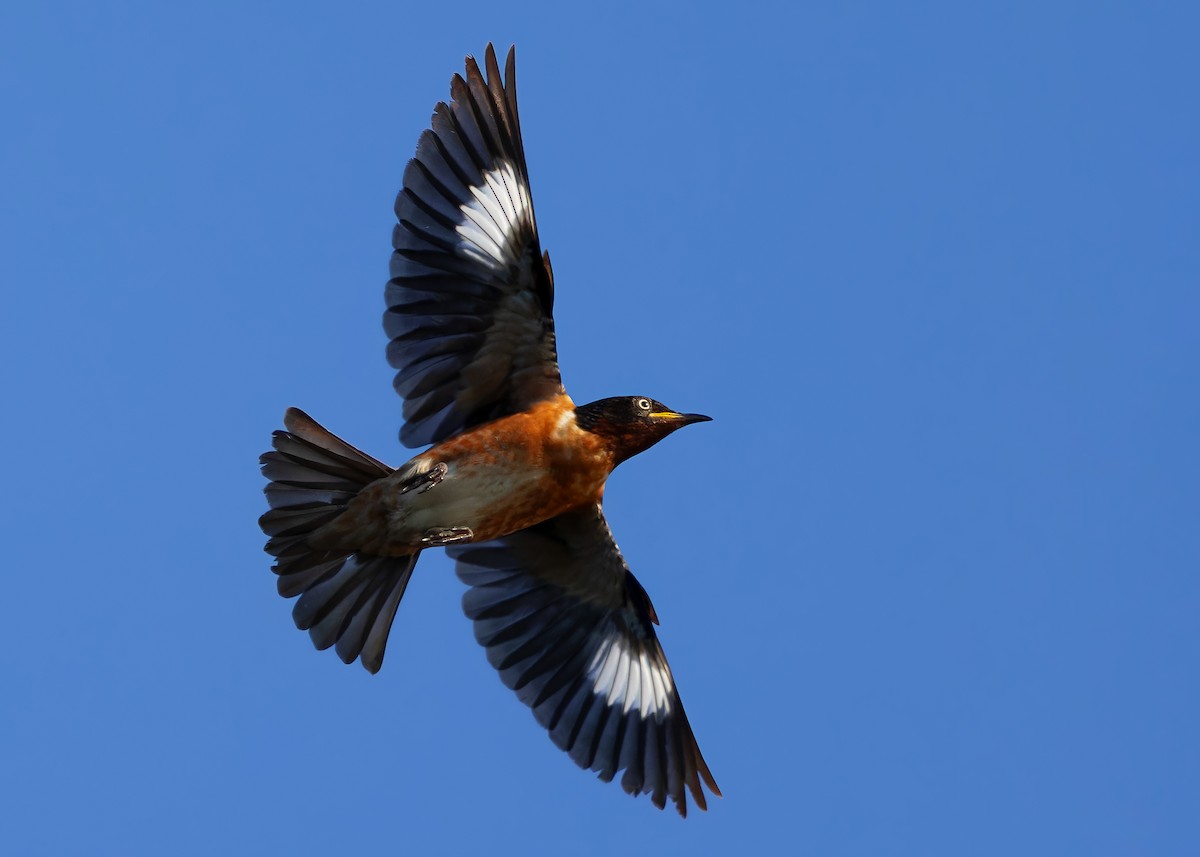 Spot-winged Starling - ML613407065