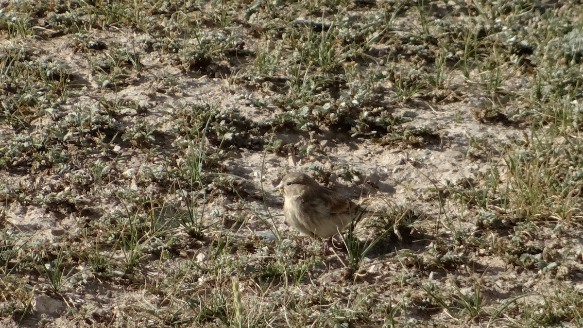 Pardillo Piquigualdo - ML613407079