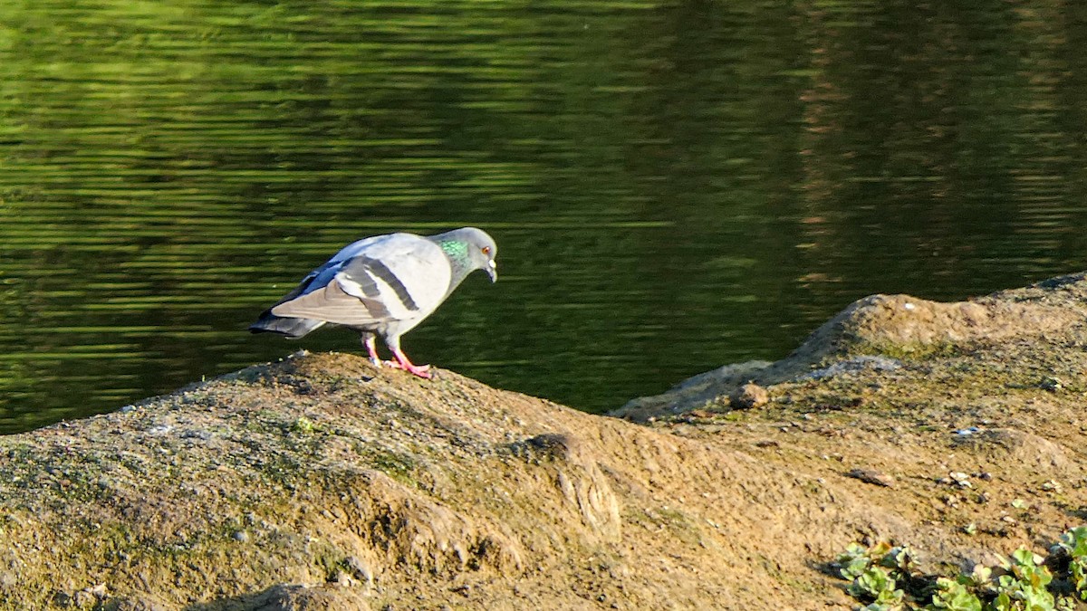 Rock Pigeon (Feral Pigeon) - ML613407103
