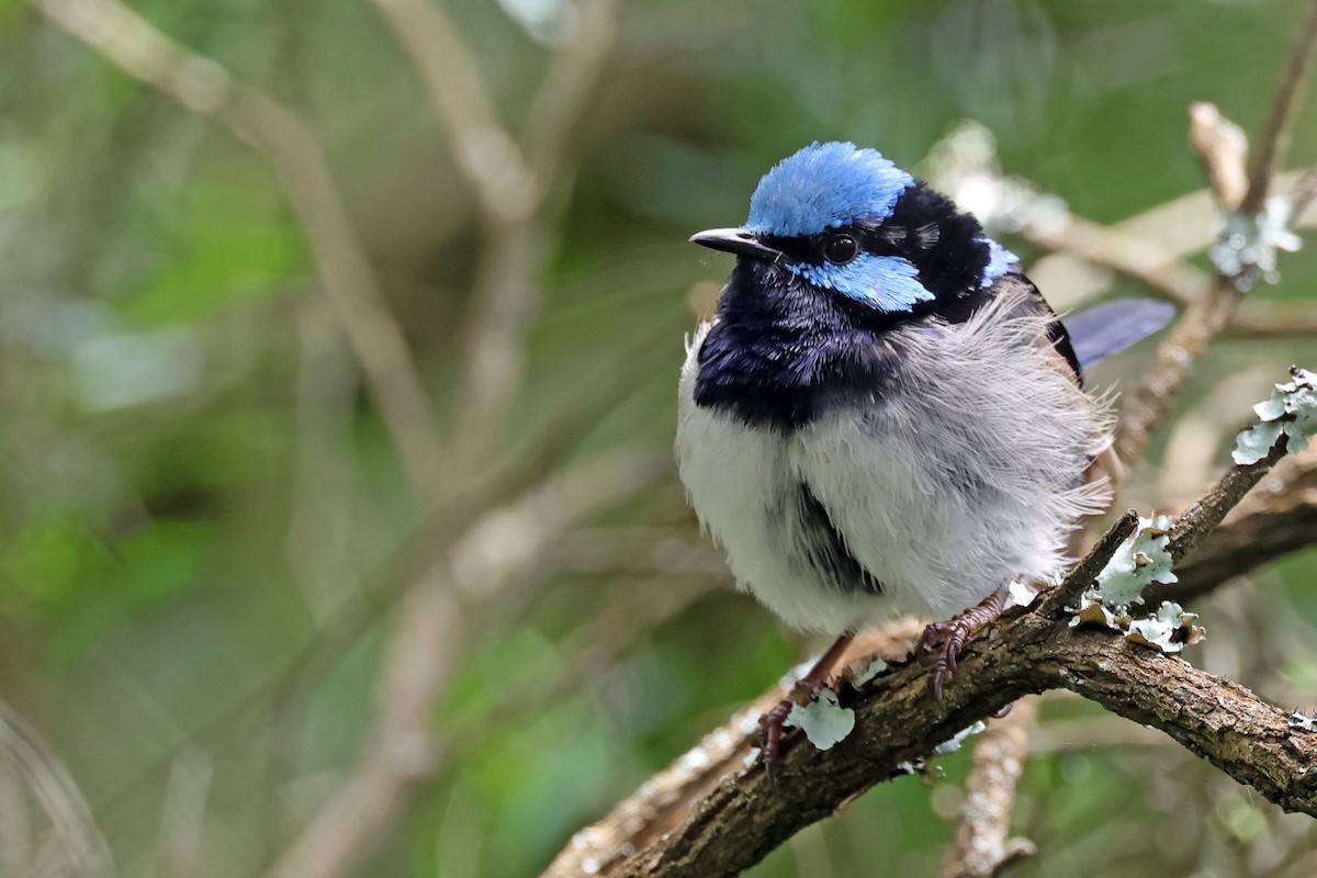 Superb Fairywren - ML613407232