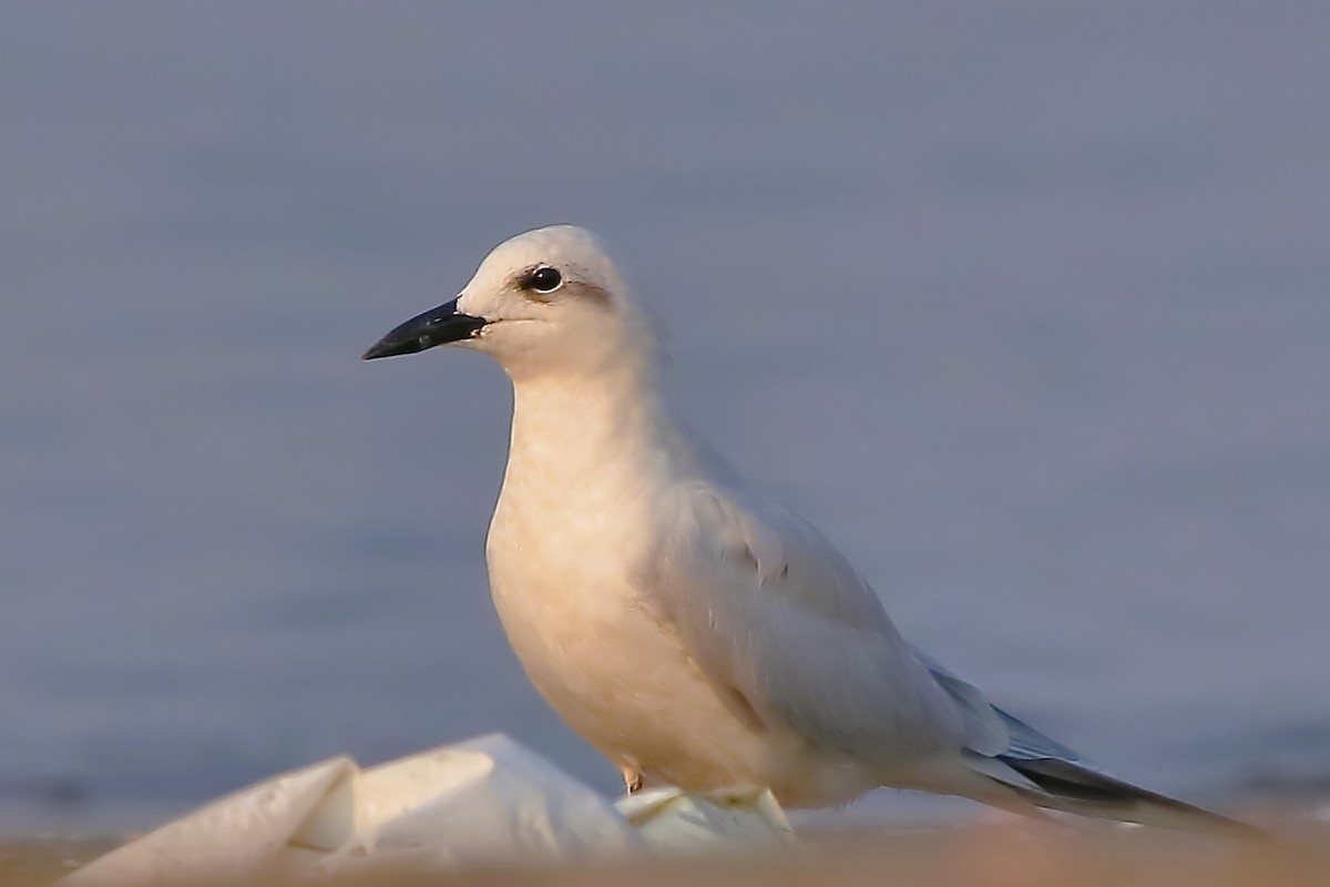 Gull-billed Tern - M B Das