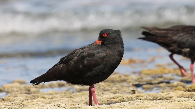 Variable Oystercatcher - ML613407287