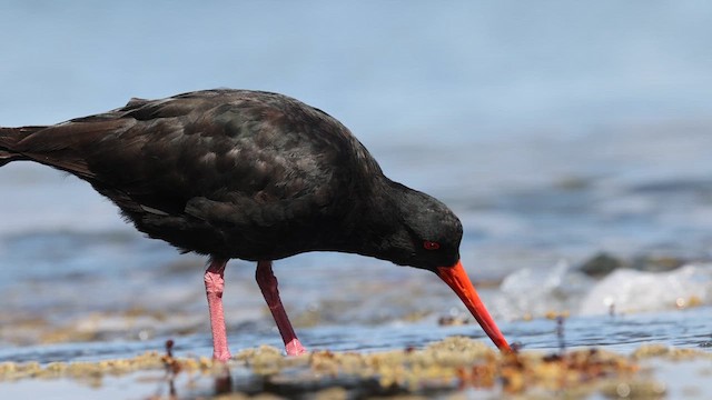 Yeni Zelanda Kara Poyrazkuşu - ML613407288