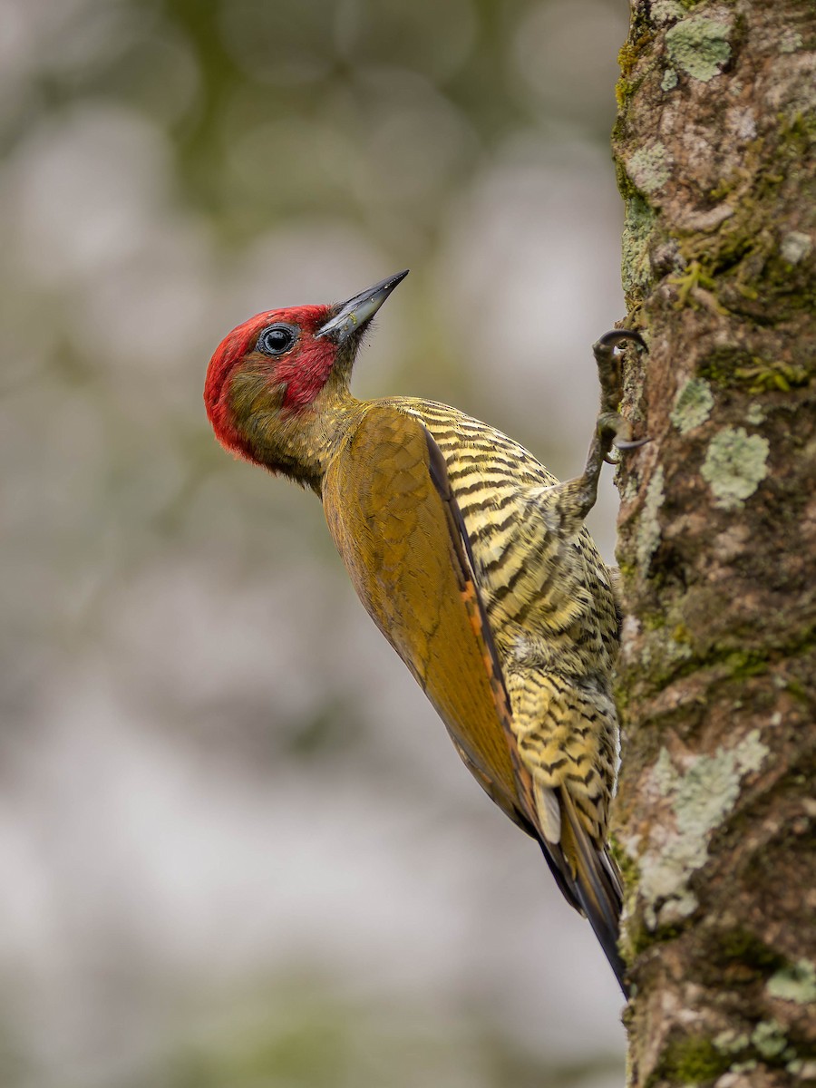 Rufous-winged Woodpecker - ML613407362