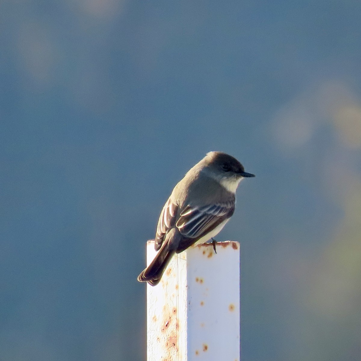 Eastern Phoebe - ML613407392