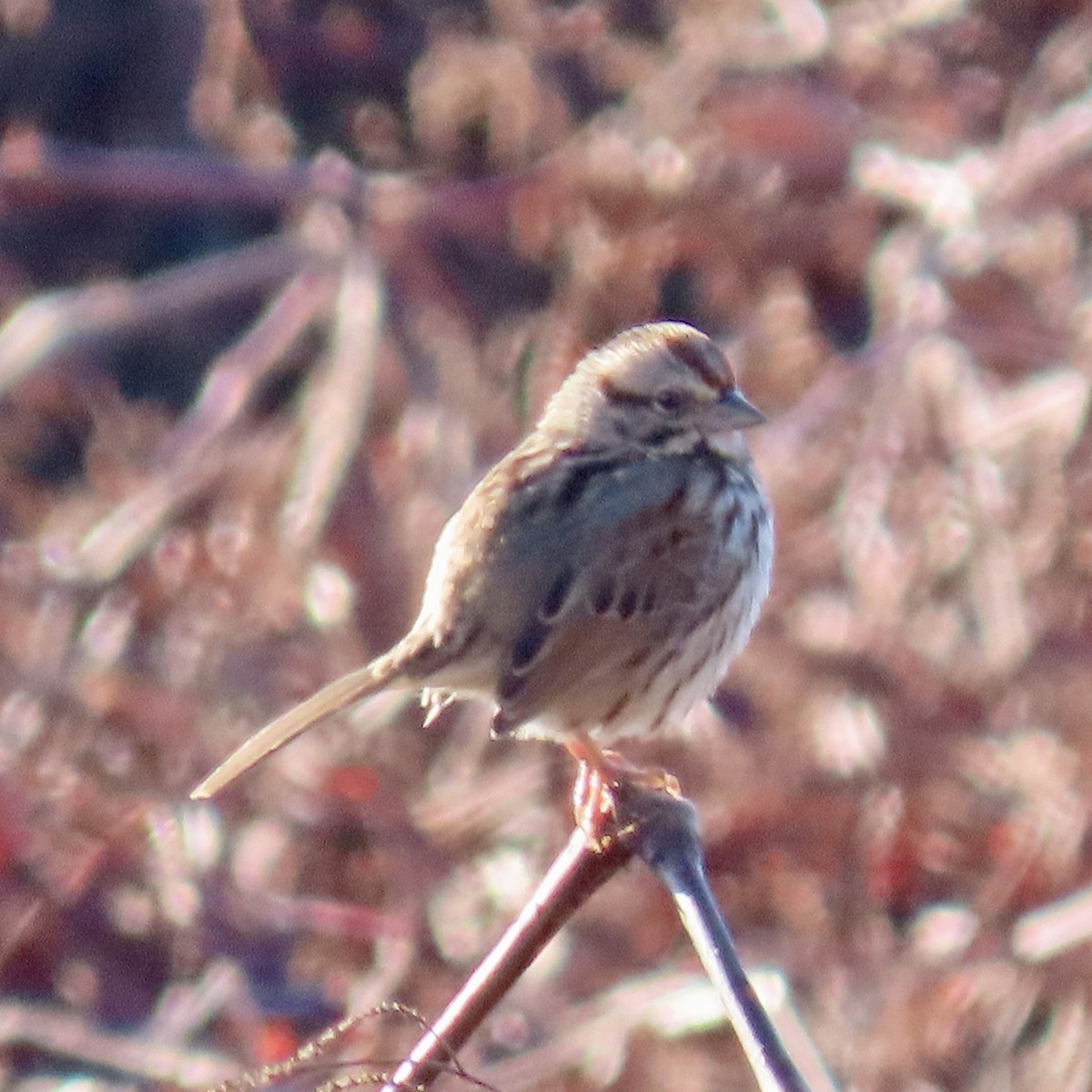 Song Sparrow - ML613407400