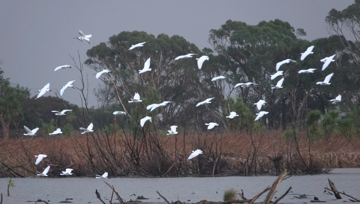 Royal Spoonbill - ML613407417