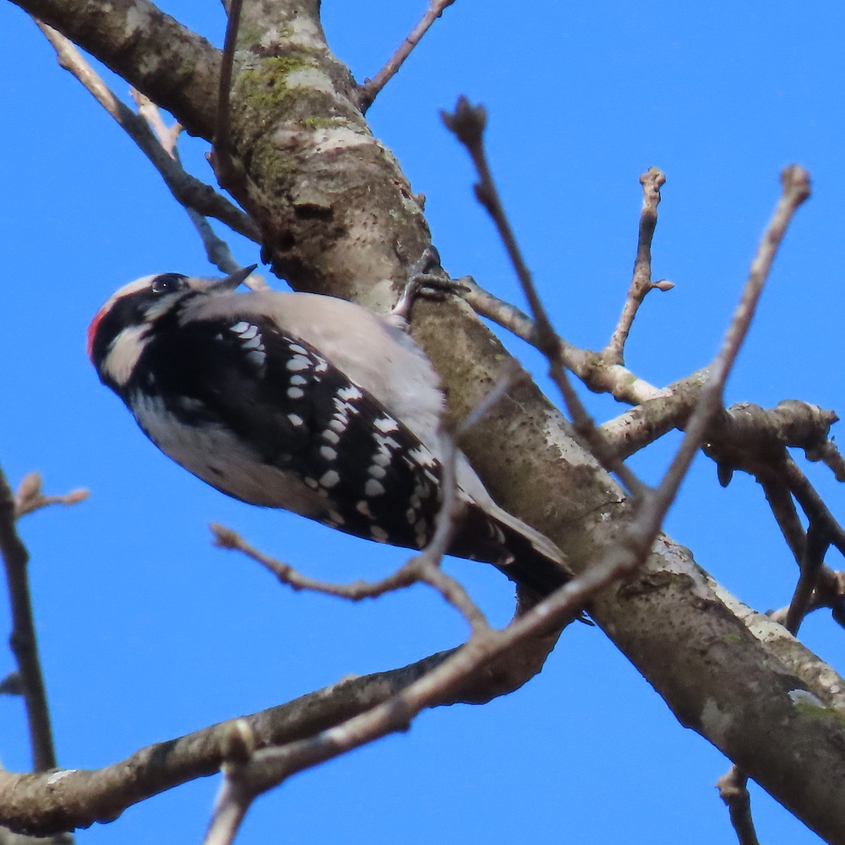 Downy Woodpecker - ML613407419