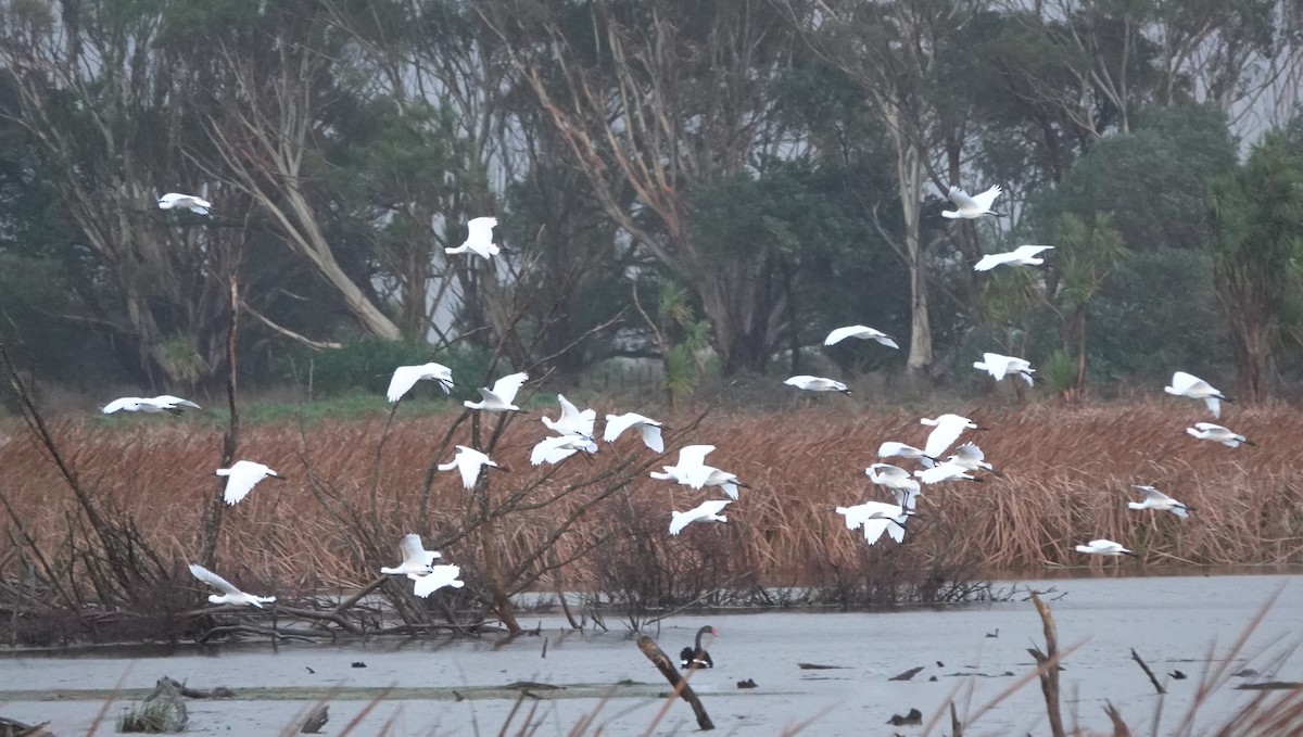 Royal Spoonbill - ML613407420