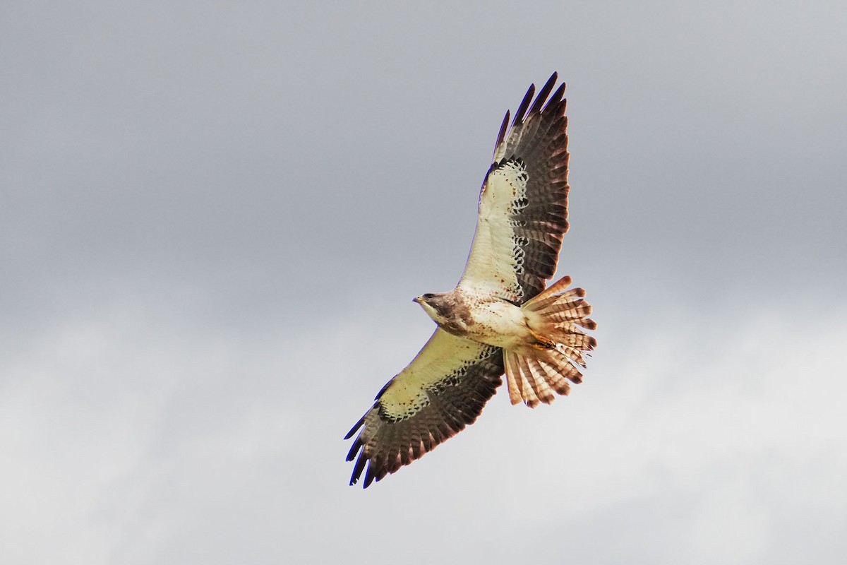 Swainson's Hawk - ML613407422