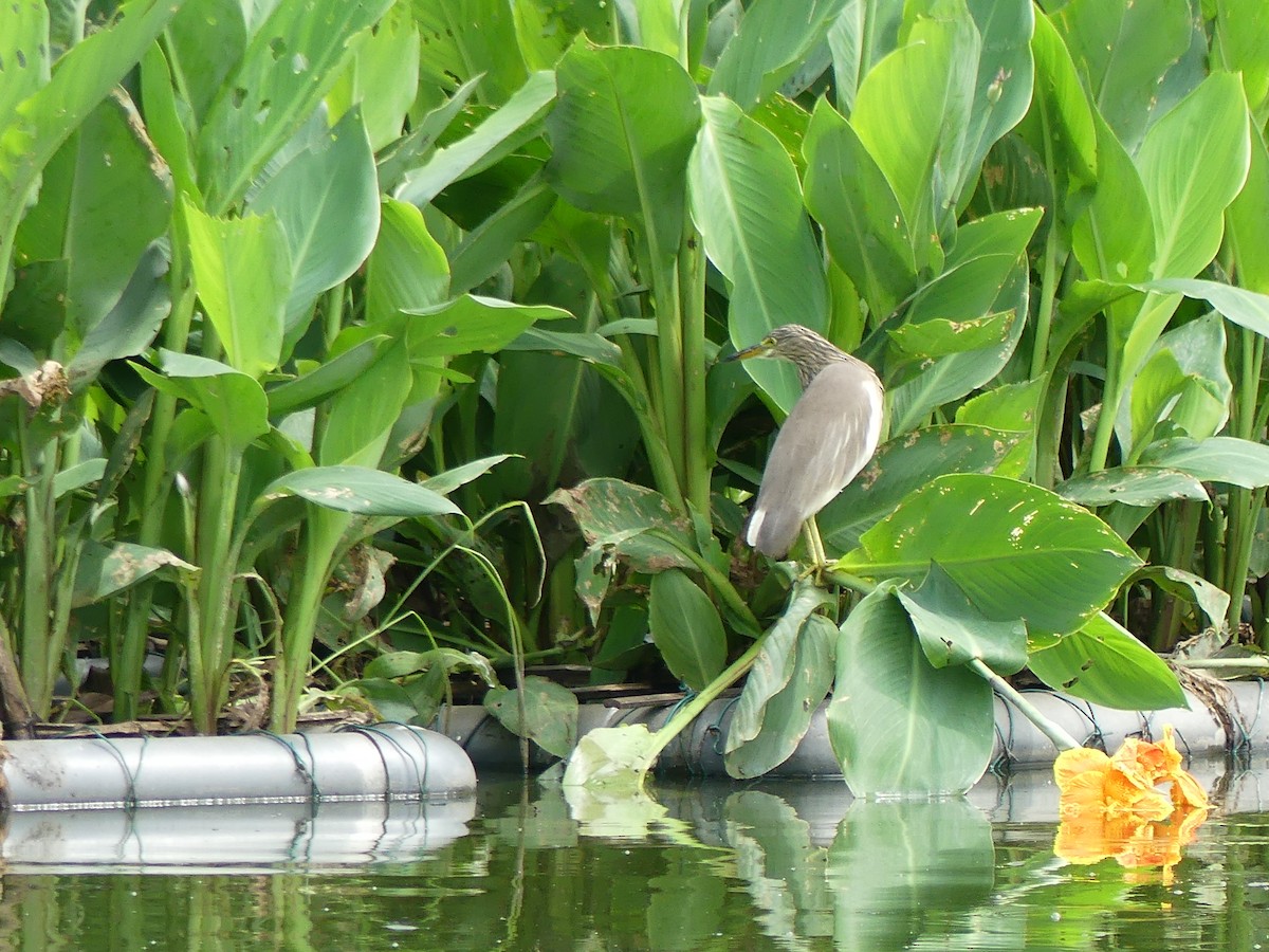 Indian Pond-Heron - ML613407469