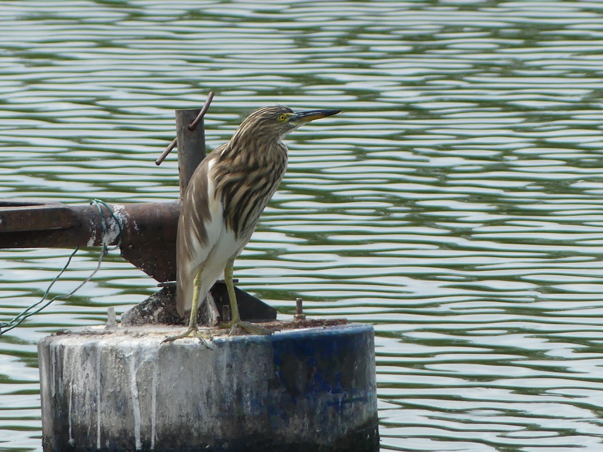 Indian Pond-Heron - Andrew Sides