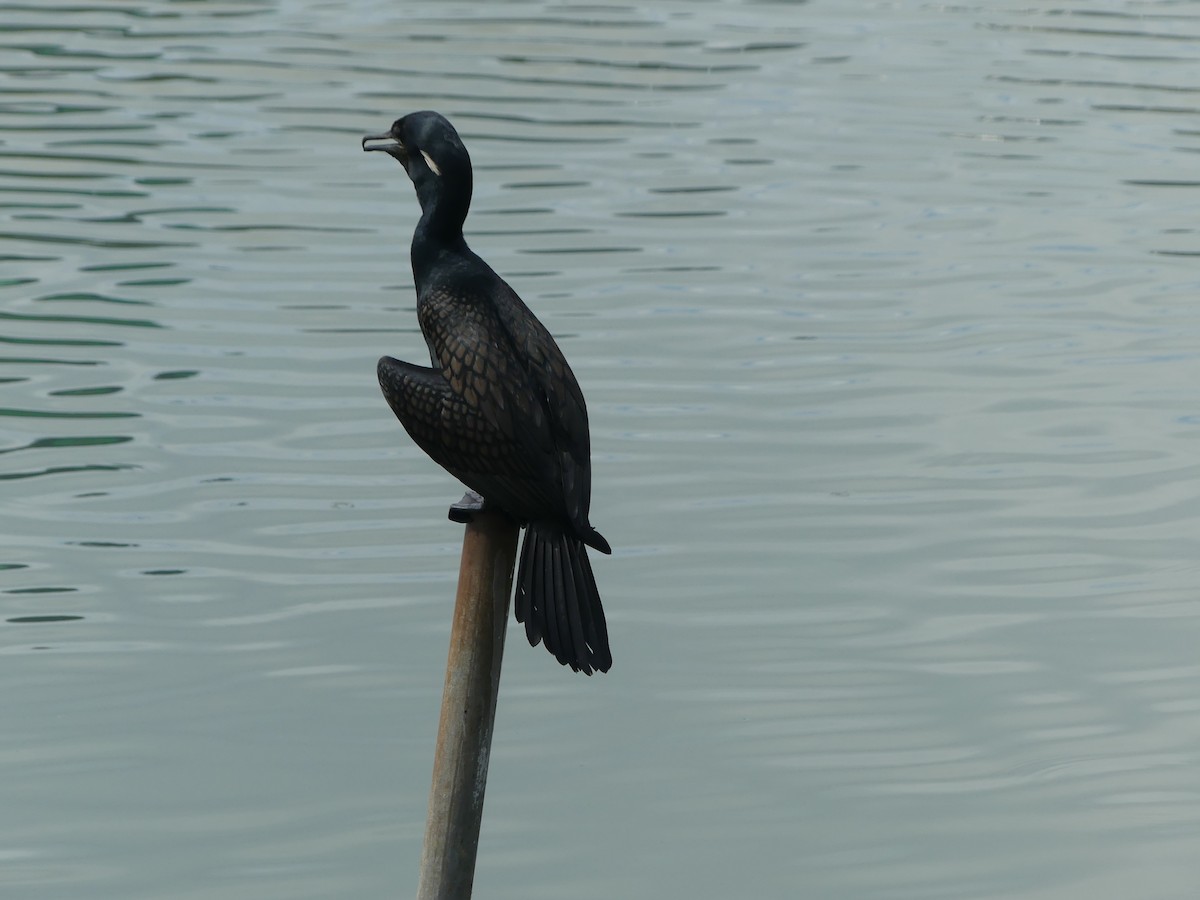 Indian Cormorant - ML613407511