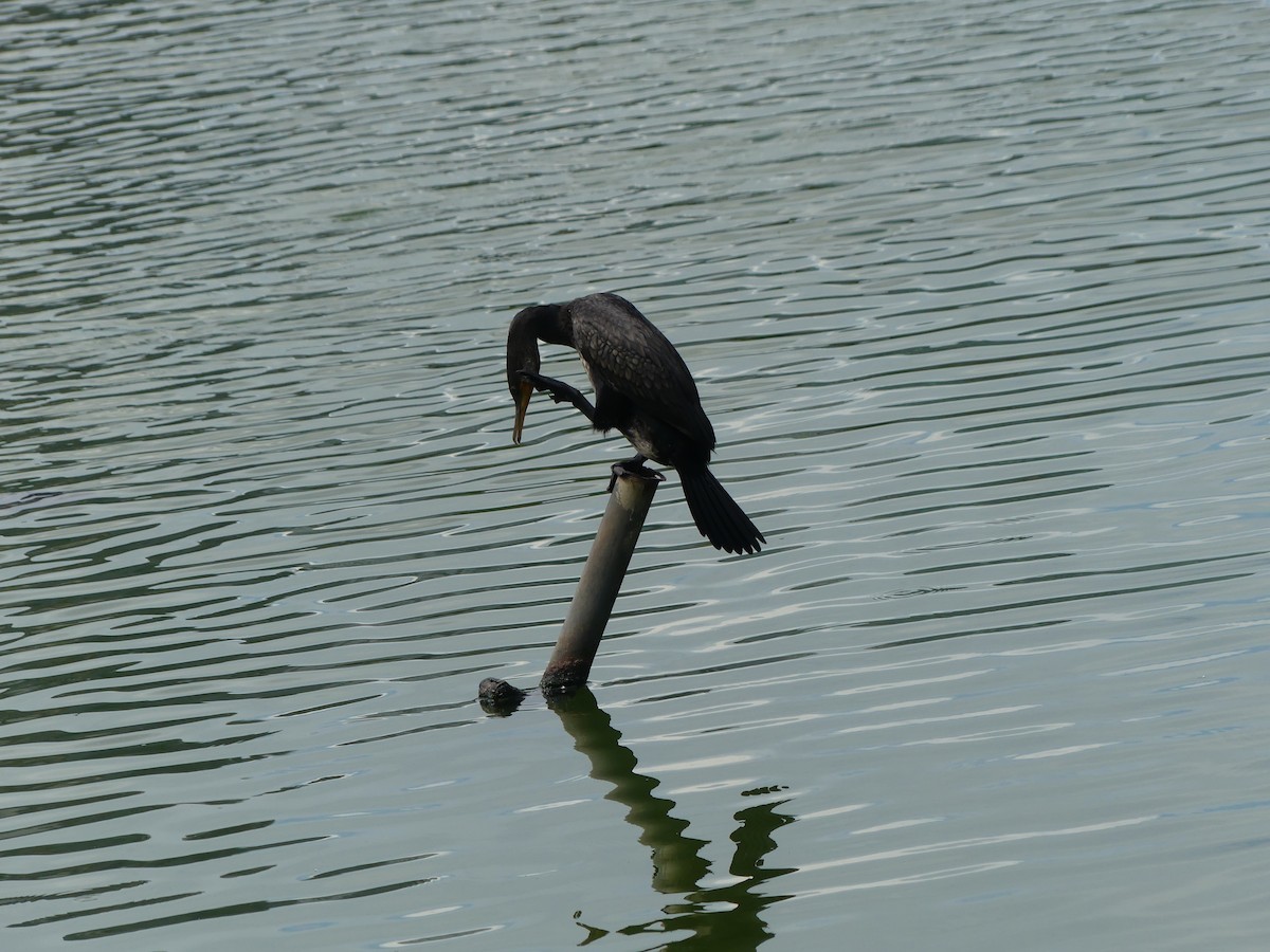 Indian Cormorant - ML613407512