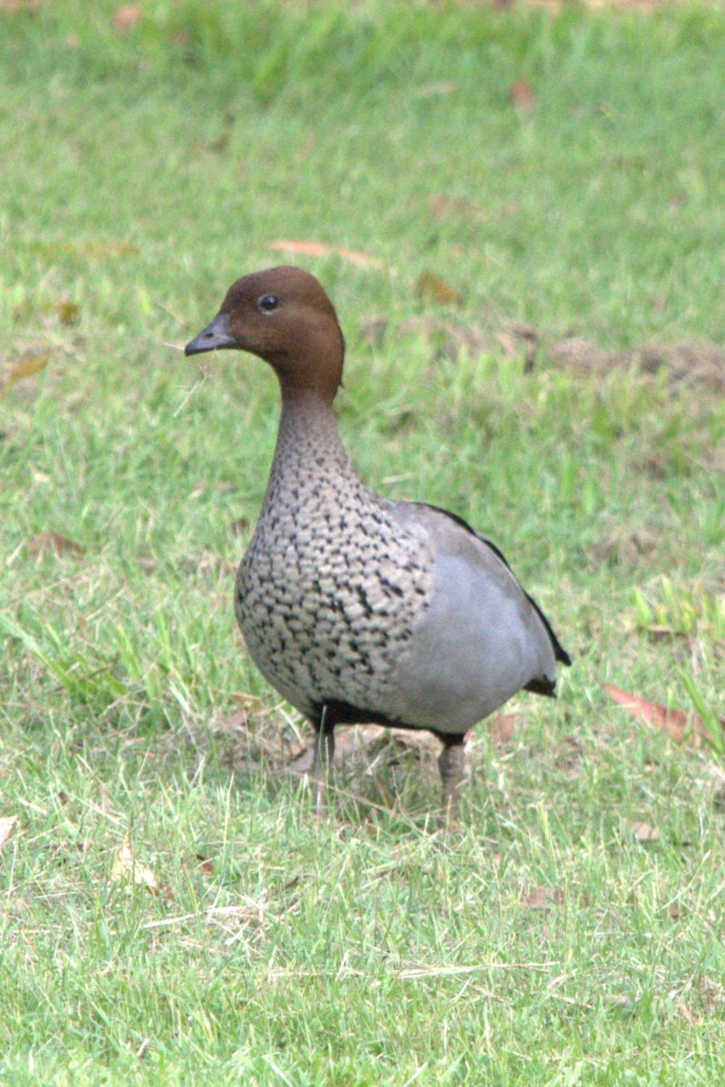 Maned Duck - ML613407551