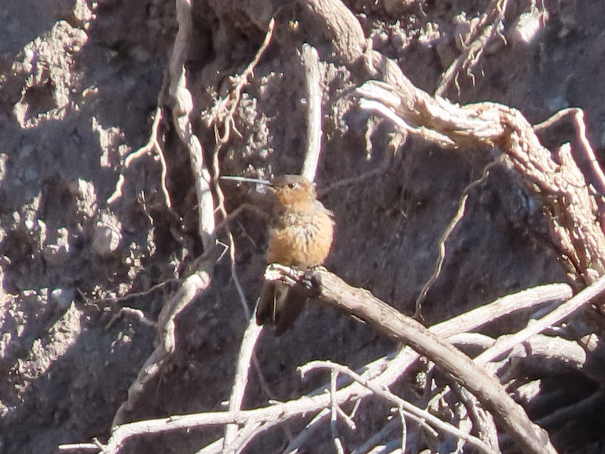 Giant Hummingbird - ML613407611