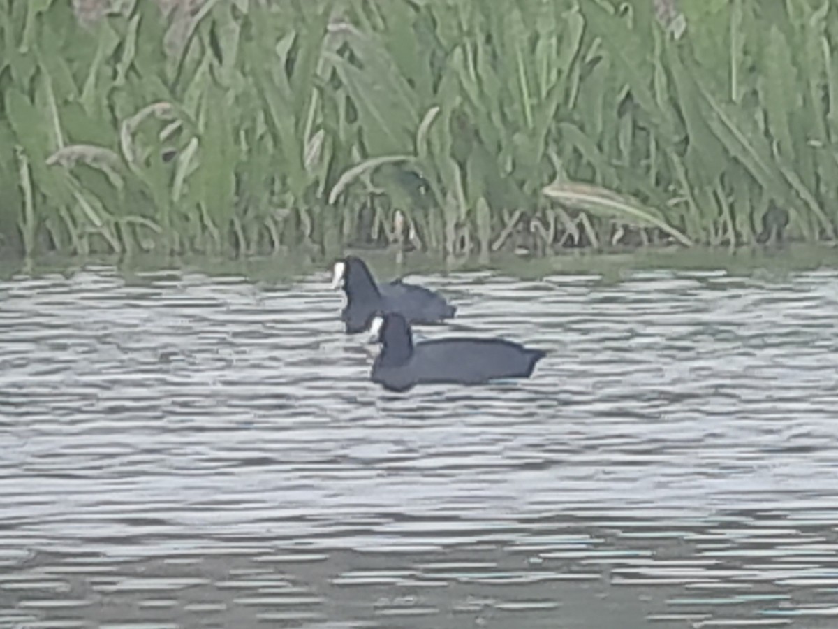Red-knobbed Coot - ML613407622
