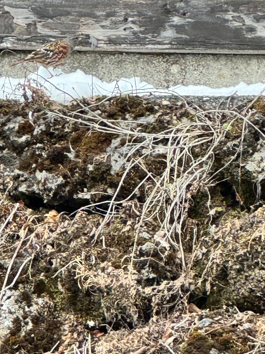 Alpine Accentor - Dena S