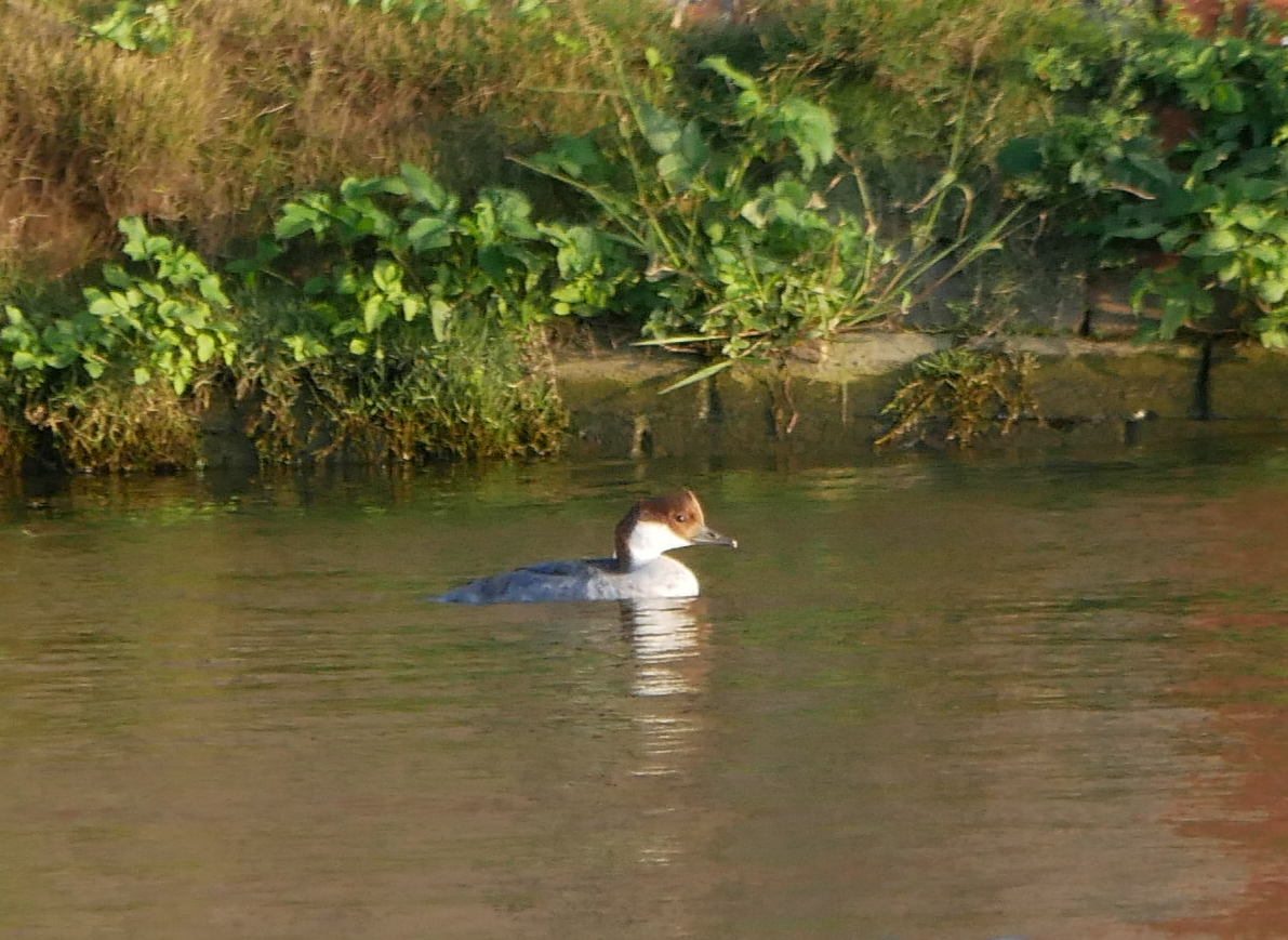 Smew - ML613407696