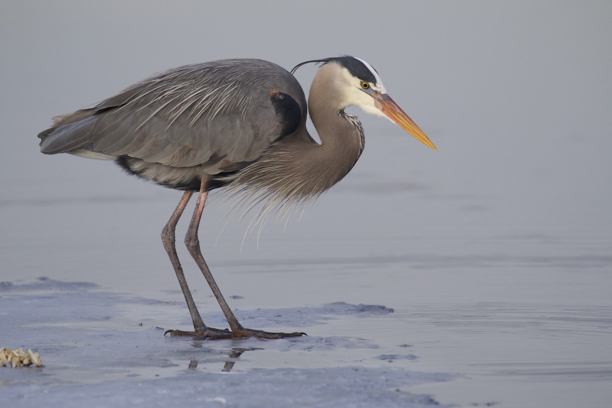 Great Blue Heron - ML61340771