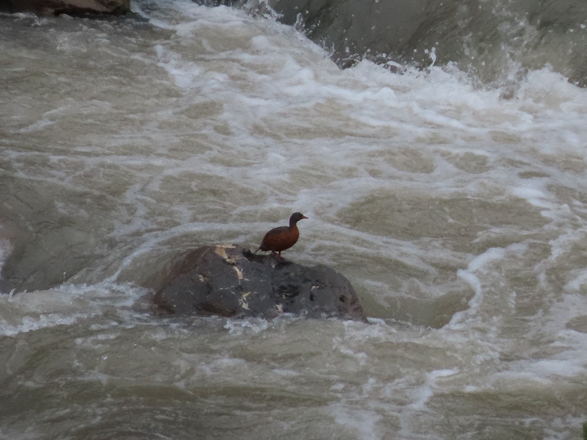 Torrent Duck - ML613407763